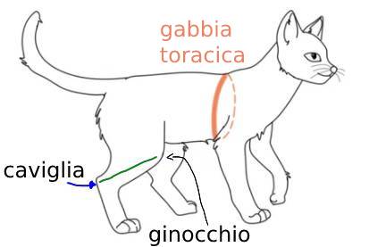Dimensioni gatto